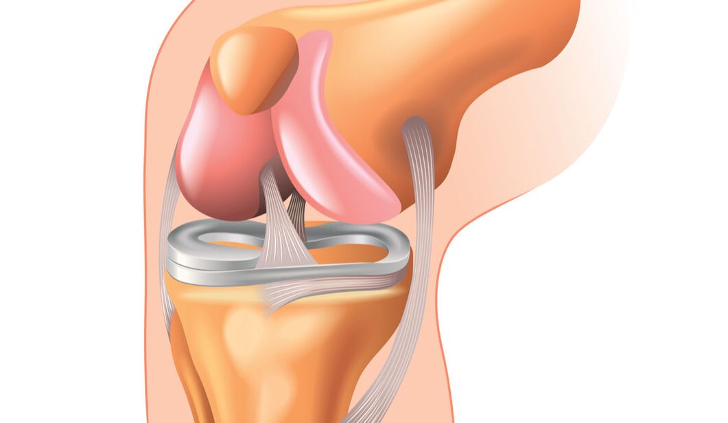 Estructura de la articulación de la rodilla. 